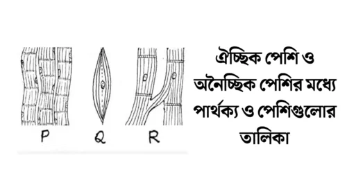 ঐচ্ছিক পেশি ও অনৈচ্ছিক পেশি