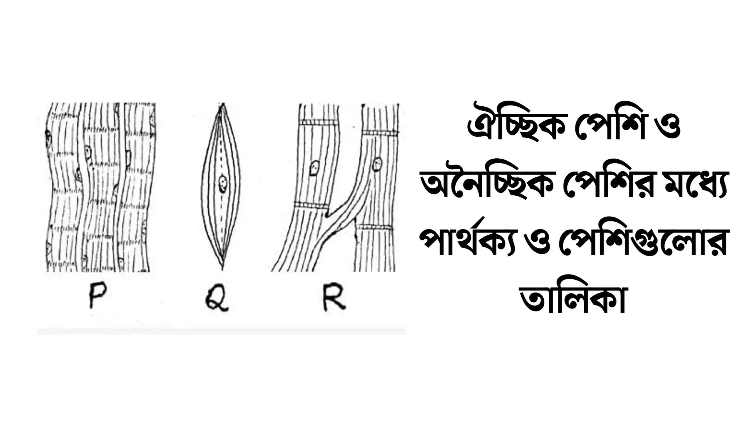 ঐচ্ছিক পেশি ও অনৈচ্ছিক পেশি